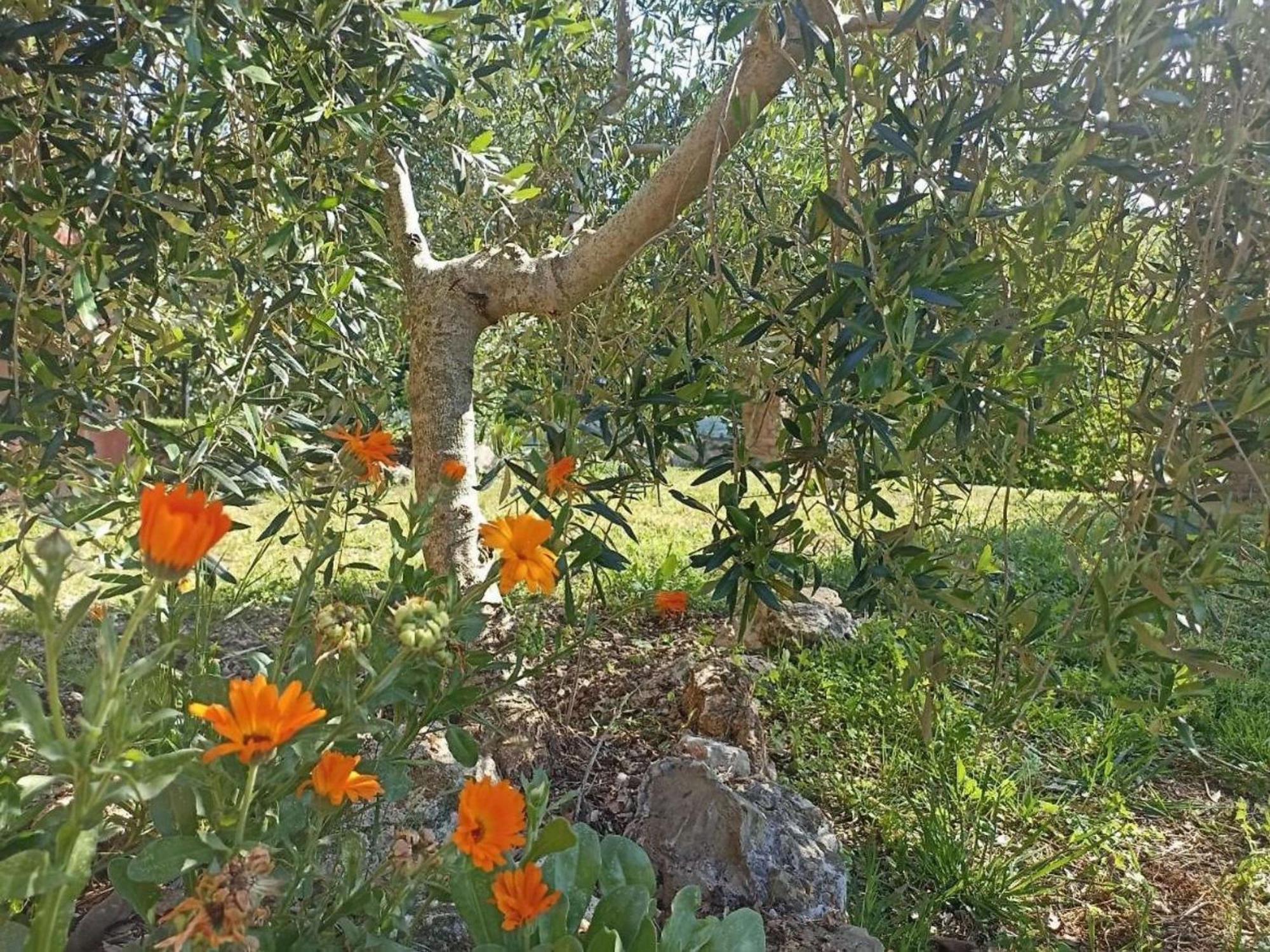 La Mandriana Villa Massa Marittima Luaran gambar